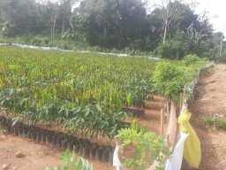 Mirigama Nursery